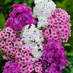 Mixed phlox seeds for sale  Delivered anywhere in USA 