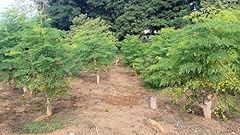 Moringa plants live for sale  Delivered anywhere in USA 