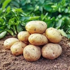100 patate semina usato  Spedito ovunque in Italia 