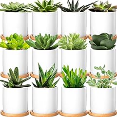Pack small succulent for sale  Delivered anywhere in USA 