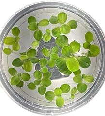 Live dwarf water for sale  Delivered anywhere in USA 