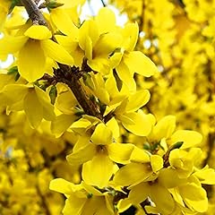 Forsythia intermdia nimbus for sale  Delivered anywhere in Ireland