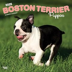 Boston terrier puppies for sale  Delivered anywhere in USA 