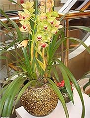 Light yellow orchid d'occasion  Livré partout en France