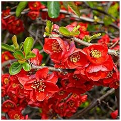 Chaenomeles superba crimson for sale  Delivered anywhere in UK