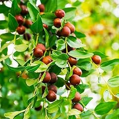 Chuxay garden ziziphus for sale  Delivered anywhere in USA 