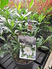 Gardenia jasminoides sweethear gebraucht kaufen  Wird an jeden Ort in Deutschland