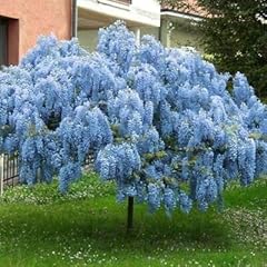 Blue moon wisteria for sale  Delivered anywhere in USA 
