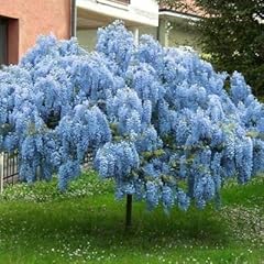 Blue moon wisteria for sale  Delivered anywhere in USA 