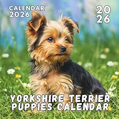 Yorkshire terrier puppies for sale  Delivered anywhere in USA 