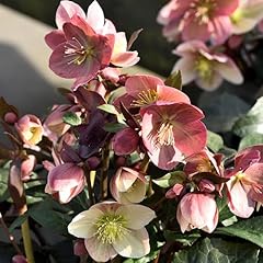 Helleborus pirouette christmas for sale  Delivered anywhere in UK