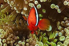 Pair bridled anemonefish for sale  Delivered anywhere in USA 