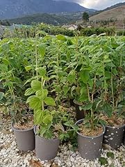 Filadelfo philadelphus manteau usato  Spedito ovunque in Italia 