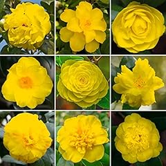 Yellow camellia shrub for sale  Delivered anywhere in UK