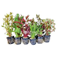 Aquarium plants packages for sale  Delivered anywhere in USA 