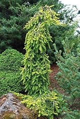 Weeping gold drift for sale  Delivered anywhere in USA 