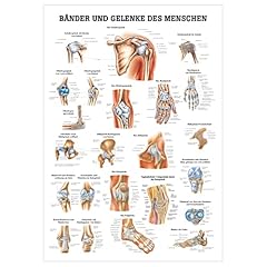 Rüdiger bänder gelenke gebraucht kaufen  Wird an jeden Ort in Deutschland