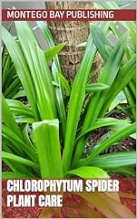 Chlorophytum spider plant for sale  Delivered anywhere in USA 