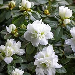 Rhododendron simsii white for sale  Delivered anywhere in UK