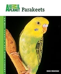 Parakeets for sale  Delivered anywhere in USA 