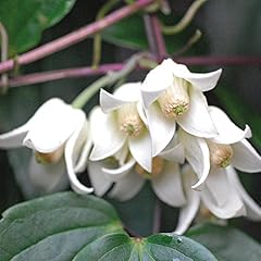 Climbing clematis plant for sale  Delivered anywhere in UK