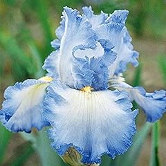 Semi fiori germanica usato  Spedito ovunque in Italia 