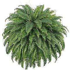 Forest prince artificial for sale  Delivered anywhere in USA 