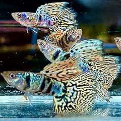 Tropical live fish for sale  Delivered anywhere in USA 