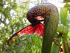 Seeds rosso verde gebraucht kaufen  Wird an jeden Ort in Deutschland