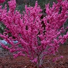 Judasbaum cercis canadensis gebraucht kaufen  Wird an jeden Ort in Deutschland