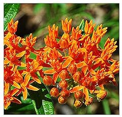Butterfly tuberosa milkweed for sale  Delivered anywhere in USA 