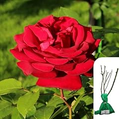 Rosa royal william for sale  Delivered anywhere in UK