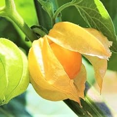 Tomorrowseeds strawberry groun for sale  Delivered anywhere in USA 