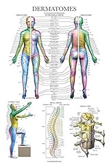 Palace learning dermatomes gebraucht kaufen  Wird an jeden Ort in Deutschland