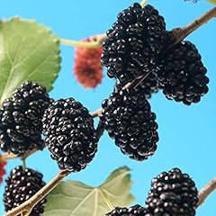 Mulberry morus rotundiloba for sale  Delivered anywhere in UK