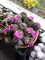 Pelecyphora aselliformis seeds for sale  Delivered anywhere in UK