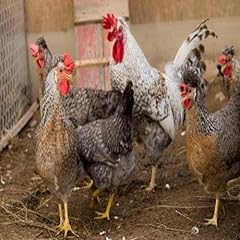 Fertile crested cream for sale  Delivered anywhere in UK