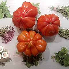 Italienische chsenherz tomate gebraucht kaufen  Wird an jeden Ort in Deutschland