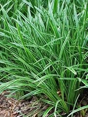 Perennial farm marketplace for sale  Delivered anywhere in USA 