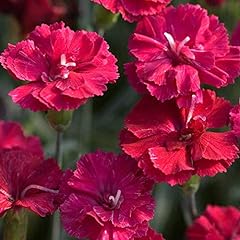 Frosty fire dianthus for sale  Delivered anywhere in USA 