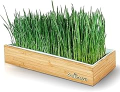 Organic wheatgrass growing for sale  Delivered anywhere in USA 