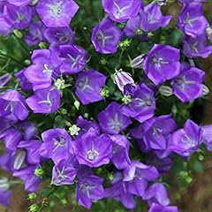 Campanula clips blue for sale  Delivered anywhere in UK
