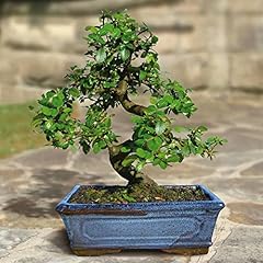 Ulmus parvifolia seeds for sale  Delivered anywhere in USA 