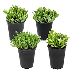 1qt jade plant for sale  Delivered anywhere in USA 