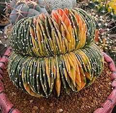 Gymnocalycium mihanovichii cri usato  Spedito ovunque in Italia 