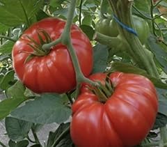 Tomato super marmande for sale  Delivered anywhere in UK