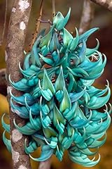 Climbing jade vine for sale  Delivered anywhere in USA 