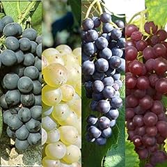 Vitis grape mix for sale  Delivered anywhere in UK