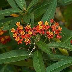 Chalily mexican butterfly for sale  Delivered anywhere in USA 