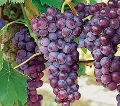Votaniki canadice seedless for sale  Delivered anywhere in USA 